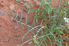 Astragalus flavus higginsii
