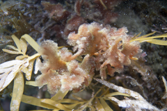 Haloplegma preissii