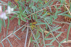 Astragalus flavus higginsii