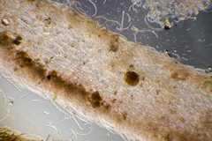 Haloplegma preissii