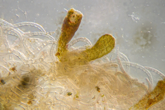 Haloplegma preissii