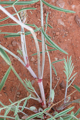 Astragalus flavus higginsii