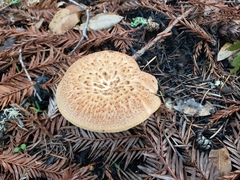 Polyporus decurrens