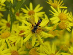 Cylindromyia auriceps