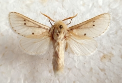 Dyspessa bipunctata