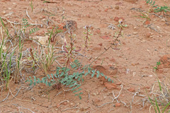 Astragalus ensiformis