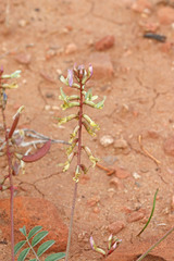 Astragalus ensiformis