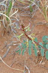 Astragalus ensiformis