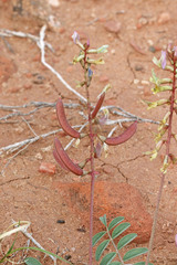 Astragalus ensiformis