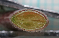 Astragalus ensiformis