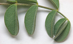 Astragalus ensiformis