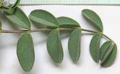 Astragalus ensiformis