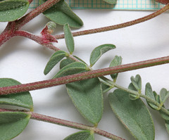 Astragalus ensiformis