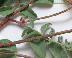 Astragalus ensiformis