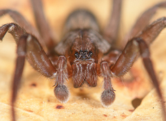 Anachemmis linsdalei