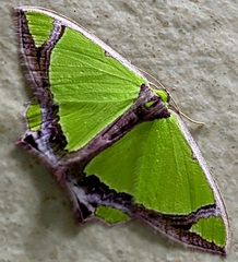 Agathia laetata