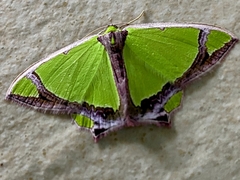 Agathia laetata