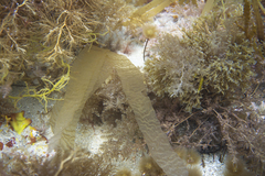 Asperococcus ensiformis