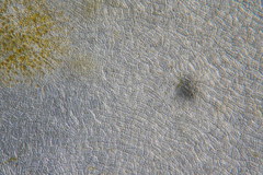 Asperococcus ensiformis