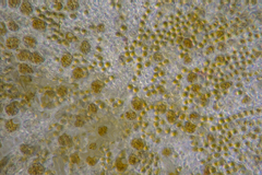 Asperococcus ensiformis