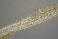 Asperococcus ensiformis