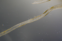 Asperococcus ensiformis