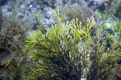 Melanthalia obtusata