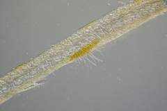 Asperococcus ensiformis