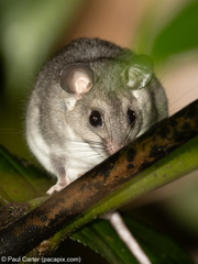 Ototylomys phyllotis