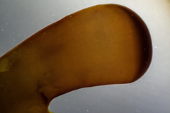 Melanthalia obtusata