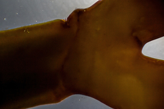 Melanthalia obtusata