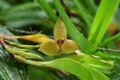 Maxillaria erikae