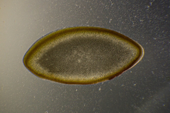 Melanthalia obtusata