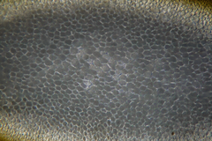 Melanthalia obtusata