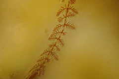 Antithamnion pinnafolium