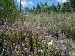 Thymus pallasianus