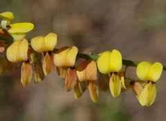 Crotalaria trichotoma