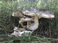 Macrocybe gigantea