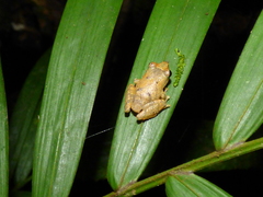 Pristimantis palmeri