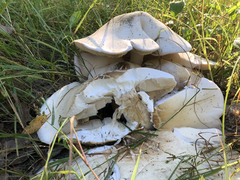 Macrocybe gigantea