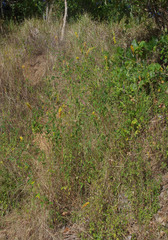 Crotalaria trichotoma