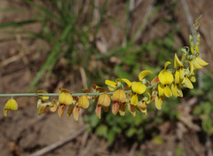 Crotalaria trichotoma
