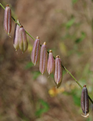 Crotalaria trichotoma