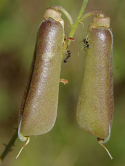Crotalaria trichotoma