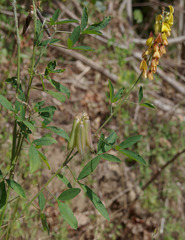 Crotalaria trichotoma