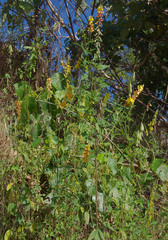 Crotalaria trichotoma