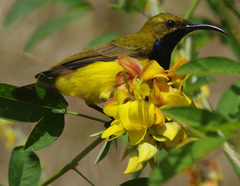 Crotalaria trichotoma
