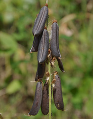 Crotalaria trichotoma