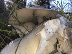 Macrocybe gigantea
