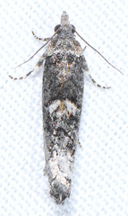 Chimoptesis chrysopyla